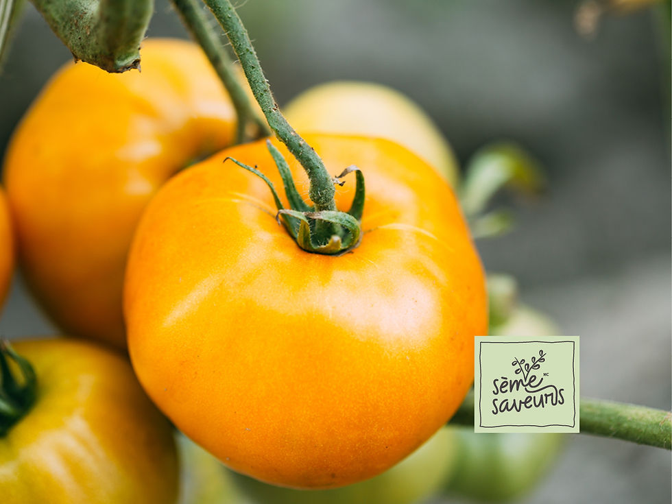 Tomates jaune Lemon Boy