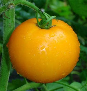 Lemon Cherry (cerise/jaune)