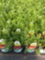 Carotte Purple Dragon