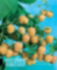 Framboises 4 Saisons Kiwi Gold