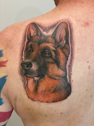 colour neo traditional tattoo of a short haired german shepherd dog on a shoulder