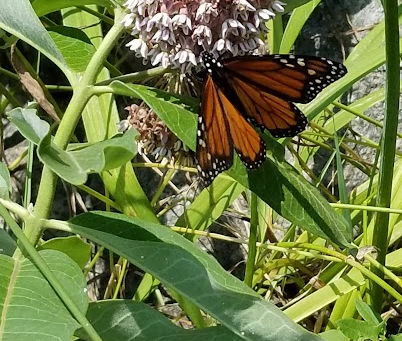 Eco-Friendly Gardening Tips for Massachusetts Homeowners