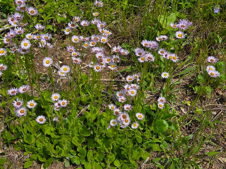 Harnessing the Beauty of Native Plants: Landscaping Insights