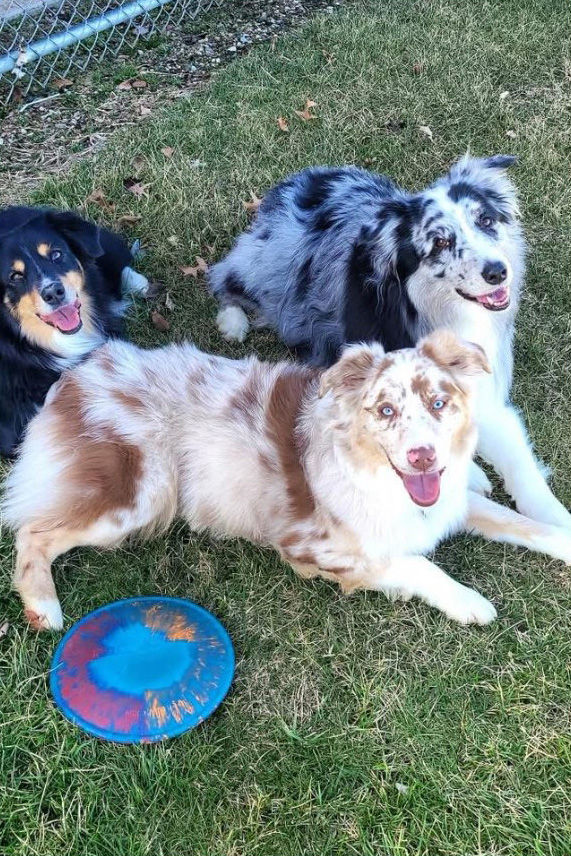 Amber's three Australian Shepherd dogs sitting on grass with a frisbee