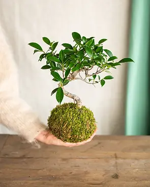 acheter-plante-kokedama-bonsai-ficus-retusa-918080.webp