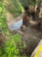 Small brown dog standing in a wooded trail near water.