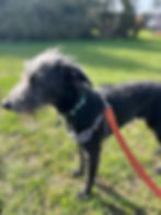 Wiry-haired terrier mix on an orange leash in a field.