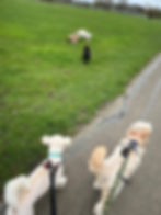 Dogs walking on a path in a park to get in touch with nature.