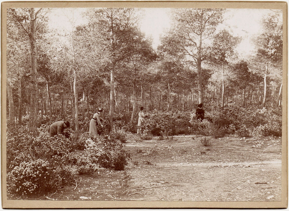 The Calanques by Adolphe Lezer, signed albumen print