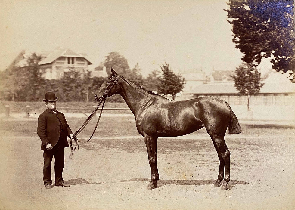 Cheval de Course Tirage albuminé c.1880