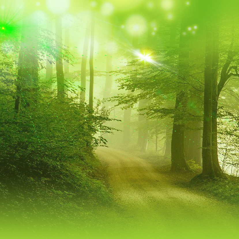forrest.png
