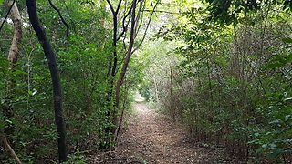 The surrounding forest in Wild Grass is perfect for Forest Bathing