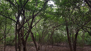 Deep jungle tapestry around Wild Grass