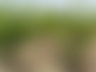 How to prune and trim guava trees in the farm