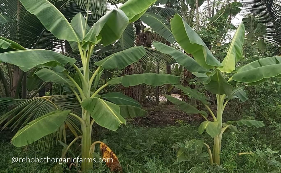 Two banana trees with broad green leaves growing in a lush green field.