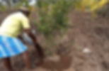 Man watering small tree, soil, and shovel. outdoor farming and cultivation.