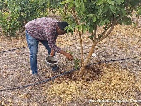 Best NPK fertilizer for Guava Tree
