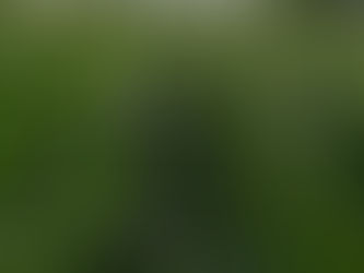 Is Super Napier grass good?