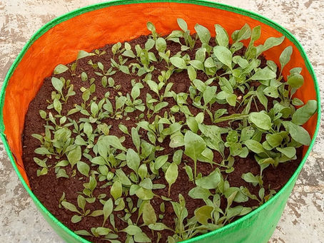 Fertilizing Spinach in Terrace Garden