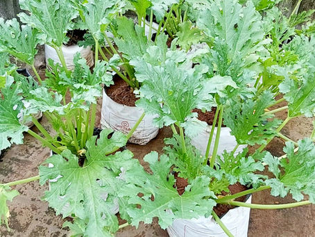 How to control pest and diseases in Zucchini plants in Home Gardening