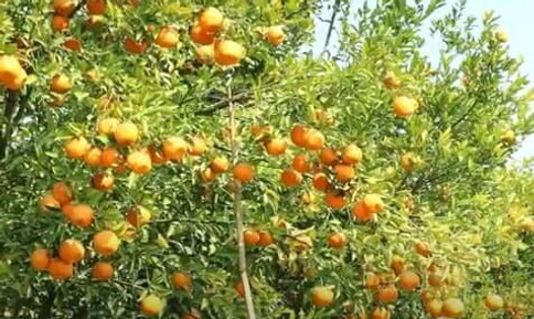 Orange Farming 3-min