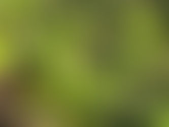 Growing Lemons: A Comprehensive Guide