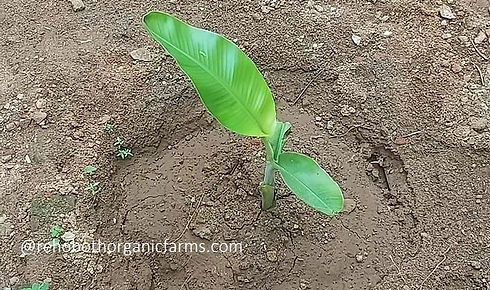 How to plant banana-min