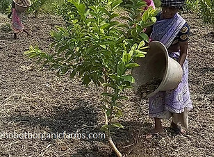 How to fertilize guava trees