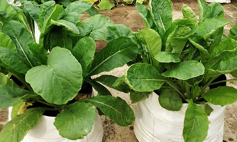 Radish after 30 days