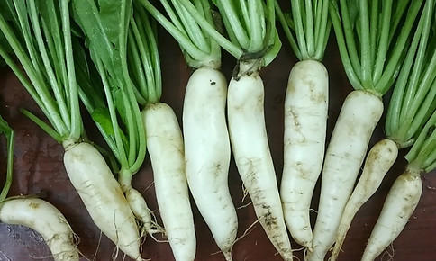 Radish in the garden