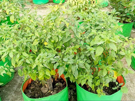 How and when to harvest Chilli pepper in Terrace Gardens