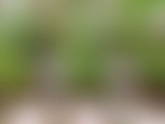 How to transplant Chilli saplings in Home Gardening