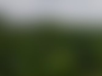 Is Napier grass profitable?