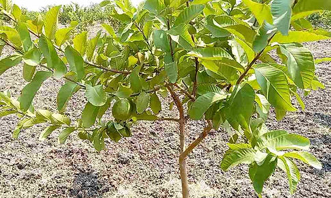 Guava farming 103