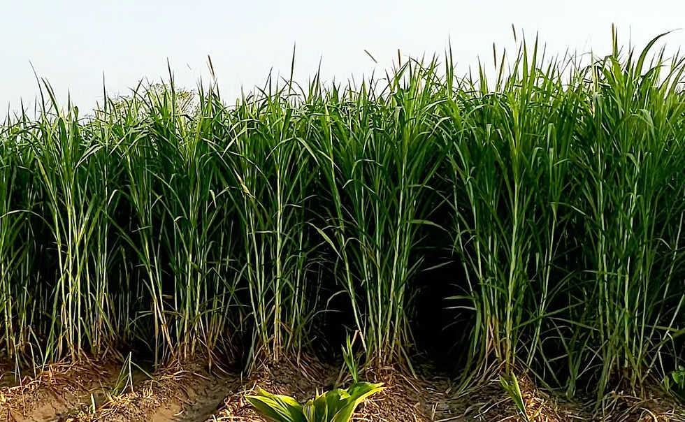 Green sugarcane field growing with sunlight flourishing at the farm