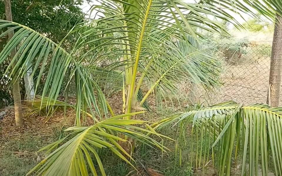 How to Fertilize Coconut Tree with Sea Salt