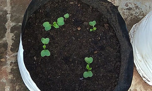 Radish planting