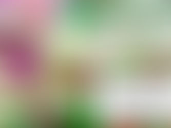 How to control Lace Bugs in the plants?