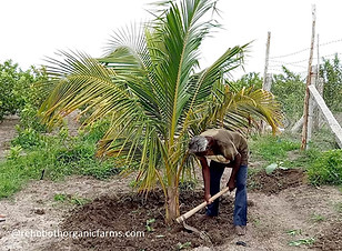 Organic fertilizer for Coconut