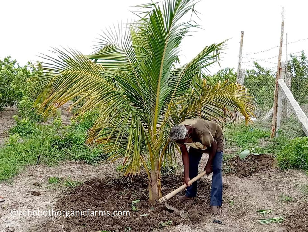 How to Fertilize Coconut Tree using Chicken Manure