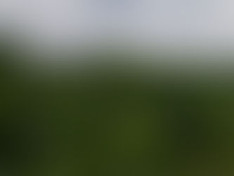 Fodder Maize - Organic Farming