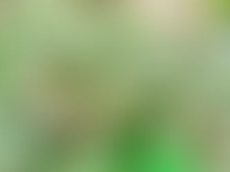 How to Fertilize Brinjal plants in Terrace Gardening