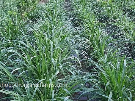 Is Super Napier grass good for cattles?