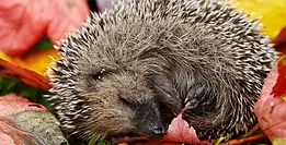 Mindre sårbar i Aardehuis