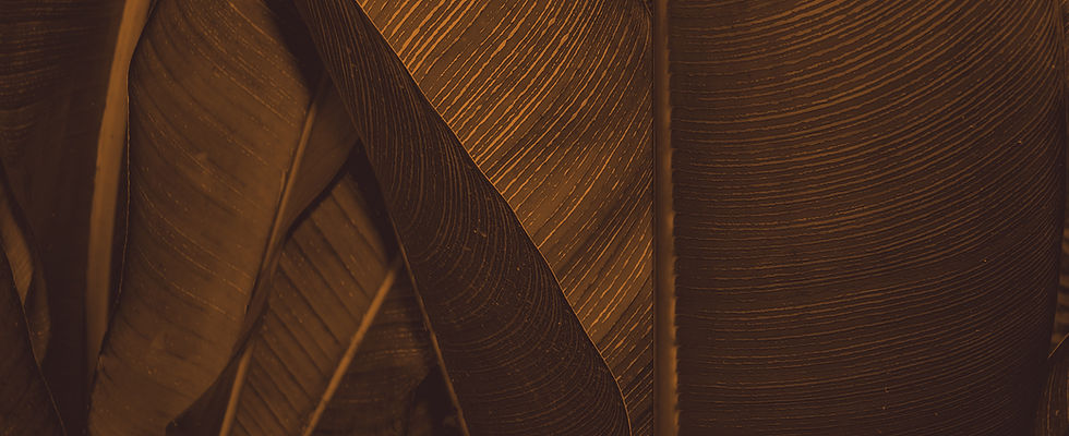 Abstract Leaf Texture
