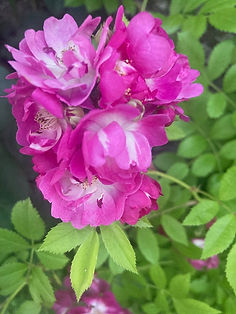 Photo of roses. Photo by the Eminent Atelier