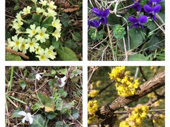 The World Wildlife Day and Book Day