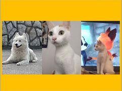 The World Animal Day