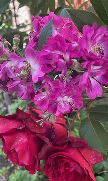 Photo of roses. Photo by the Eminent Atelier