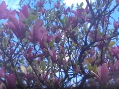 Foto magnolia video dan planete. Foto od Eminent Atelier